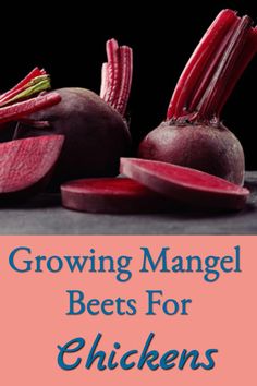 the cover of growing mangel beets for chickens, with radishes on top