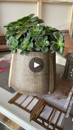 a potted plant sitting on top of a table