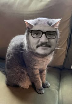 a cat sitting on top of a couch wearing glasses and a fake moustache