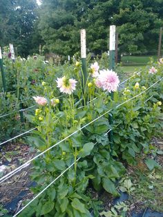 some pink and yellow flowers are growing in the grass near a wire fence with trees behind them