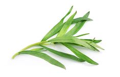 some green leaves on a white background