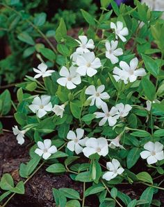 small white flowers are growing on the ground