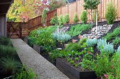 an outdoor garden with lots of plants and trees