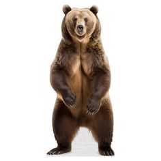 a large brown bear standing on its hind legs