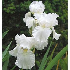 three white flowers with water droplets on them in front of some green grass and trees