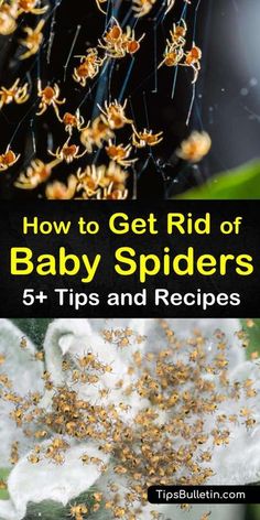 how to get rid of baby spider's