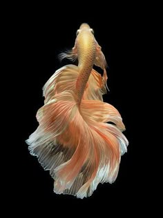 an orange and white siamese fish on a black background with its tail curled back