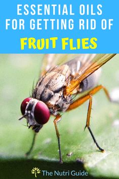 a fly with the words essential oils for getting rid of fruit flies