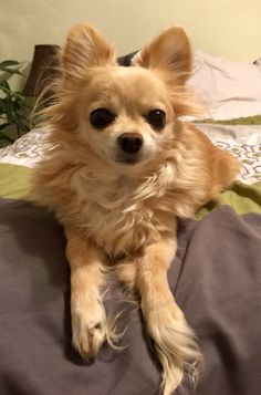 a small brown dog laying on top of a bed