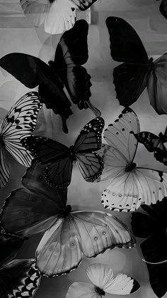 black and white photograph of butterflies flying in the air