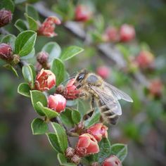 a bee is sitting on a branch with red flowers