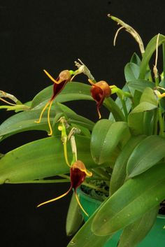 a potted plant with green leaves and red flowers on the top, in front of a black background