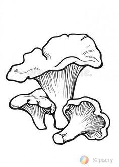 three mushrooms are shown in black and white, with one mushroom on the left side