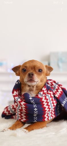 a small brown dog laying on top of a white bed covered in a red and blue blanket