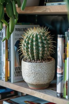 a potted cactus sitting on top of a wooden shelf next to bookshelves