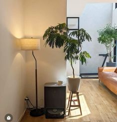 a living room filled with furniture and a plant on top of a wooden floor next to a window