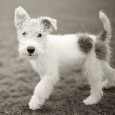 a small white and gray dog standing on top of a grass covered field in black and white