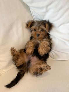 a small brown and black dog sitting on top of a white couch next to pillows