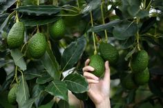 a person reaching for an avocado on a tree with lots of green leaves