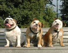 three english bulldogs sitting on a park bench