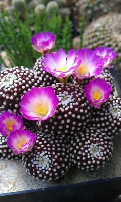 some purple flowers are growing out of the sand and on top of other small rocks