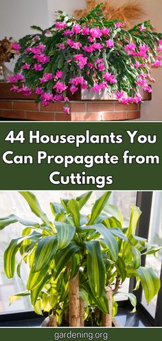 four houseplants you can propagate from cuttings