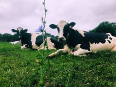 Two cows and a light purple flower. Two Cows, Light Purple Flowers, Purple Flower, Light Purple, Vermont, Purple Flowers, Cow, Purple