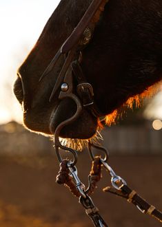 a close up of a horse's head and bridle