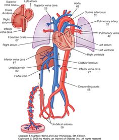 the anatomy of the heart and lungs