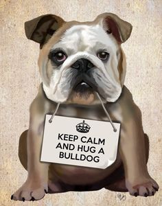 a brown and white dog holding a sign that says keep calm and hug a bulldog