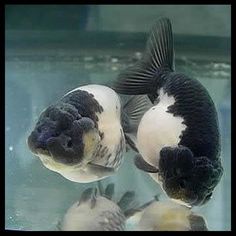 two black and white fish swimming in an aquarium