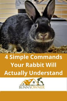 a rabbit sitting in its cage with the words 4 simple commands your rabbit will actually understand