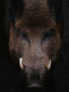 the head of a wild boar with large horns