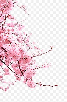 pink flowers are on the branch of a tree, transparent background png clipart