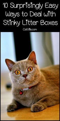 a cat laying on top of a wooden floor next to a computer desk with the caption 10 surprisingly easy ways to deal with stinky litter boxes