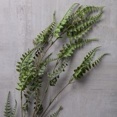 some green plants are on a concrete wall and one plant is in the foreground