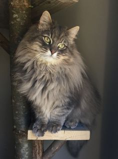 a long haired cat sitting on top of a wooden shelf next to a tree branch