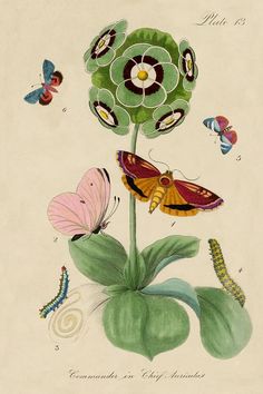 an image of butterflies on a flower with caterpillars