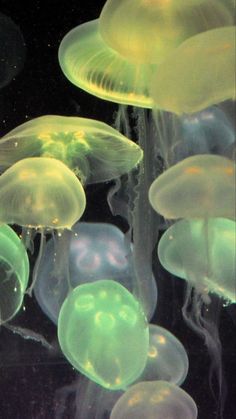 many jellyfish are glowing in the water and some have their heads turned to look like they're floating