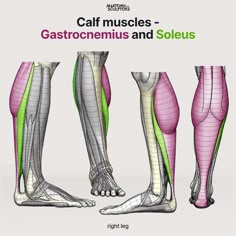 the legs and ankles are shown with different muscles