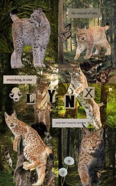 the lynxs are all different colors and sizes