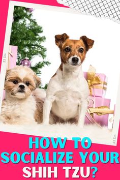 We all want our furry friends to be happy and confident in any situation, and socializing is the key to achieving that! Whether you're a new Shih Tzu owner or just looking to brush up on your skills, this video is here to help.