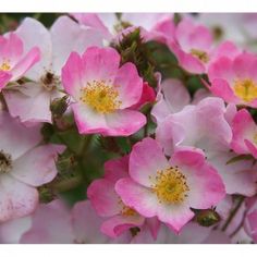 pink and white flowers are blooming in the garden