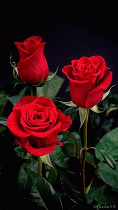 three red roses with the words i love you