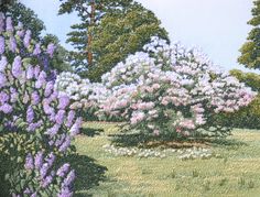 a painting of purple and white flowers in a field with green grass, trees and bushes