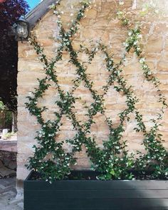 an outdoor planter with vines growing on the side of a stone wall in front of a house