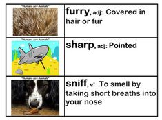 four different types of animals that are in the same box, with words describing them