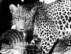 a black and white photo of a leopard eating fish