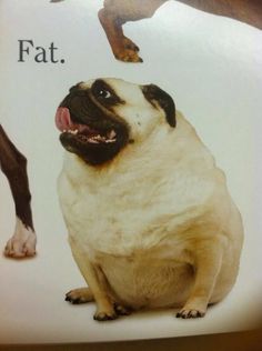 Fat Pug, Fat Animals, Goofy Dog, Image Chat, Silly Dogs, Silly Animals