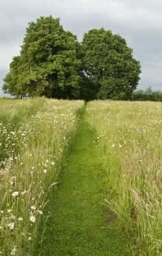 a path in the middle of a field with tall grass and flowers on both sides